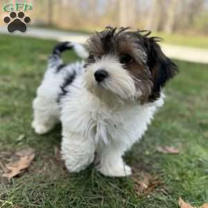 Carson, Biewer Terrier Puppy